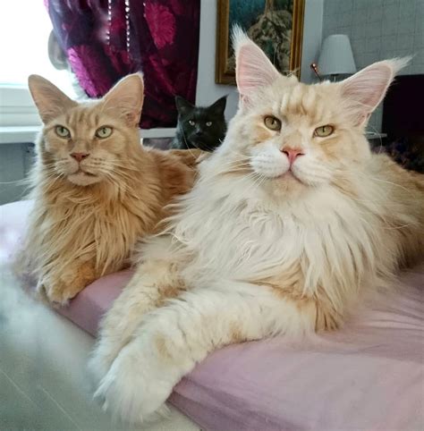 Maine Coon Cat Becomes Viral Sensation With Adorable Photos