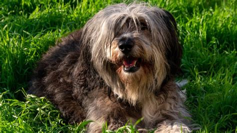 Unique Dog Breeds: The Polish Lowland Sheepdog – Pinnacle Pet