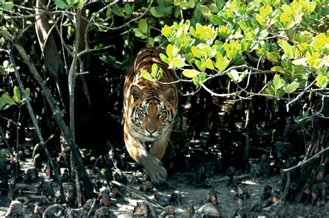 Royal Bengal Tiger