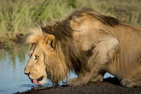 Male Lion Drinking Water in Ndutu Area, Serengeti – Bravo Expedition ...