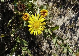 Coastal Gumplant - Grindelia stricta var. platyphylla | Flickr