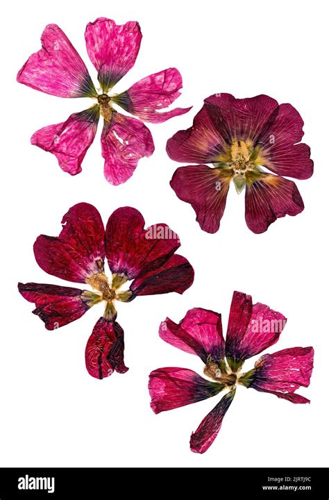 tulip perspective, dry delicate pink, purple flowers and petals isolated on white background ...
