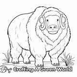 Musk Ox Coloring Pages  Free & Printable sketch template