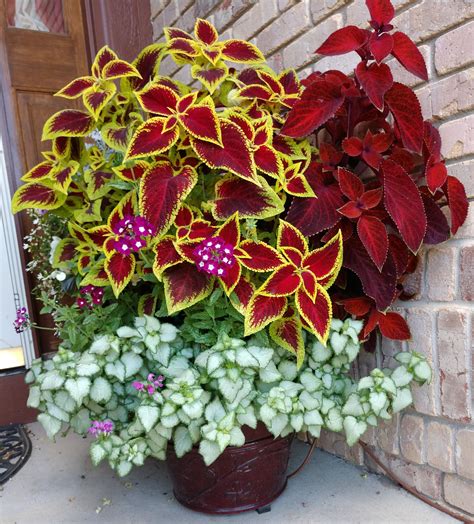 Fall Container Gardens, Container Gardening Flowers, Container Plants ...