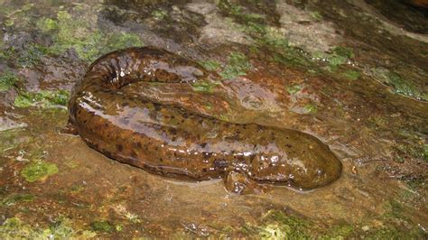 Hellbender Salamander - Animal Spot