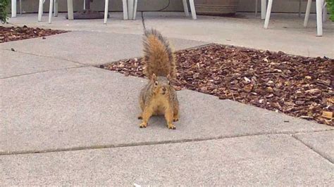 Squirrel Nuts - YouTube