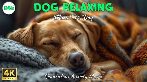 Soothing lullaby for dogs to sleep with natural sounds – Calm Relax Your Dogs – Music For Dogs ...