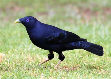 Satin Bowerbird | Animal Database | Fandom