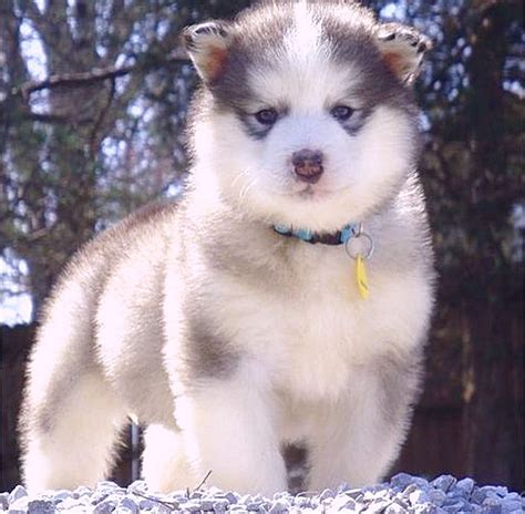 adorable Alaskan Malamute - JattDiSite.com