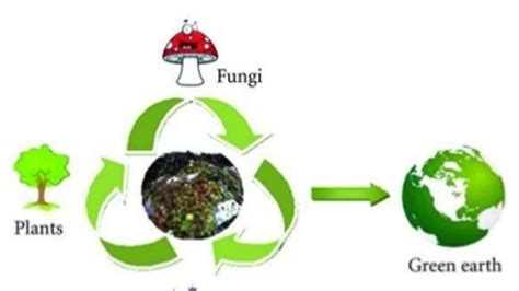 What is the difference between Biodegradation and Bioremediation?