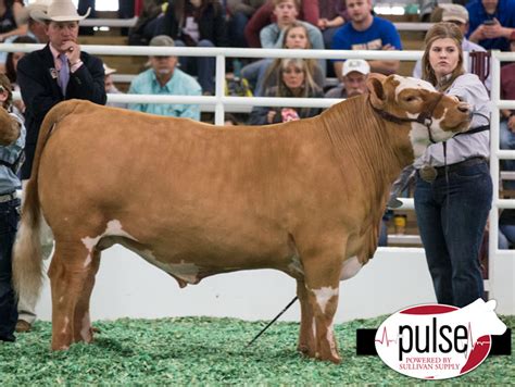 San Antonio Stock Show | Market Steers – Simmental | The Pulse