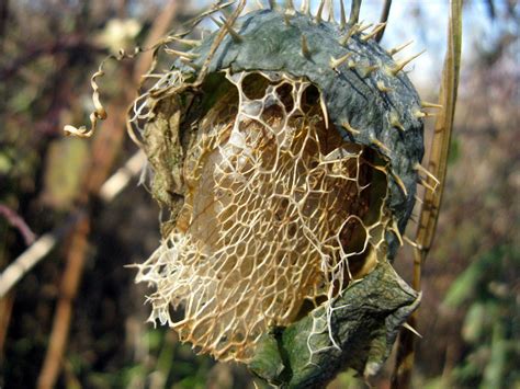 Such Beautiful Decay | Weird plants, Unusual plants, Plant art