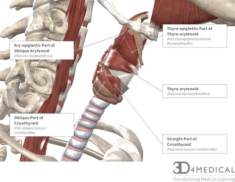 Muscles – Advanced Anatomy 2nd. Ed.