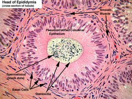 Epididymis | Reproductive system, Study time, Basal cell