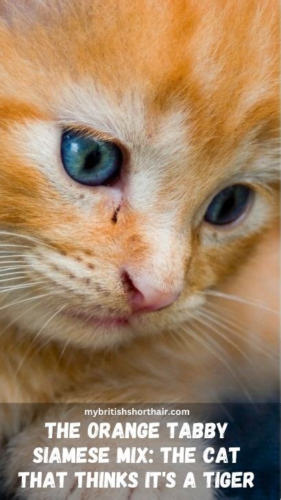 Orange Tabby Siamese Mix Cat Breed -15 Facts About Orange Siamese Tabby Cat Mix