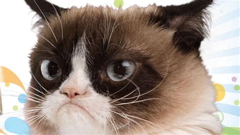 Grumpy Cat turns two, continues to make its owners very happy