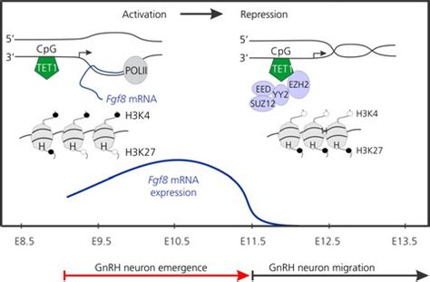 Epigenomic control of gonadotrophin‐releasing hormone neurone development and hypogonadotrophic ...