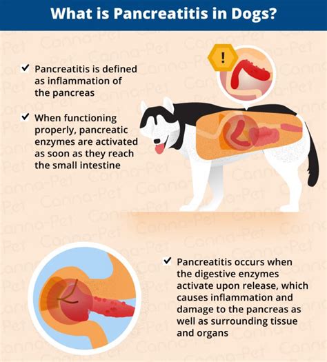 Pancreatitis in Dogs: Symptoms, Causes & More | Canna-Pet