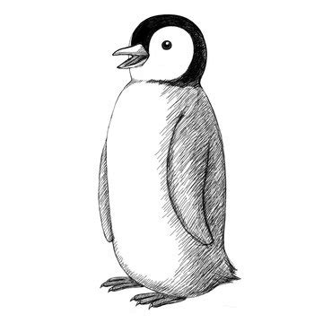 How To Draw A Penguin