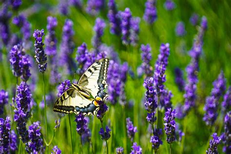 Lavender And Butterflies Wallpapers - Wallpaper Cave