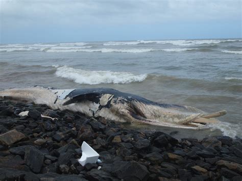 Dead Whale Found Near Oakland Waterfront - San Francisco News