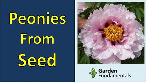 Growing Peonies From Seed 💐🌺💐 Collecting, Germinating and Growing to ...