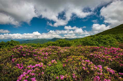 Blue Ridge Parkway Spring Flowers - Spring in the Mountains Photograph ...