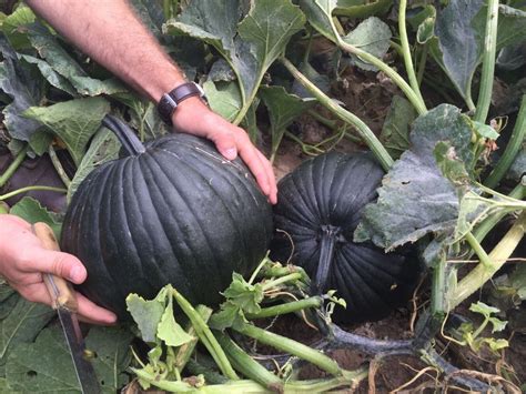 10 Dark Knight Pumpkin seeds - Free ship ! Fall !! Unique ! Specialty ! Black ! | eBay