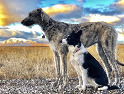 What to feed and NOT to feed your Irish Wolfhound and any dog for that ...