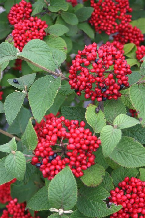 Red Balloon® - Viburnum x rhytidophylloides | White flower farm, Viburnum, Garden shrubs