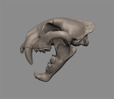 ArtStation - Dinofelis aronoki Skull Reconstruction