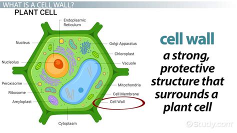 Cell Wall Lesson for Kids: Definition & Function Video - Worksheets Library