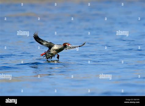 Common Merganser or Goosander (Mergus merganser), female landing, Grand Teton national park ...