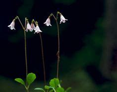 Linnea flowers - oh my yes - so delicate! My Flower, Lady Bird Johnson ...