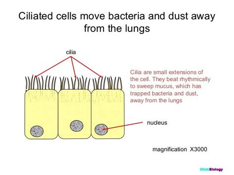 Cells(1)