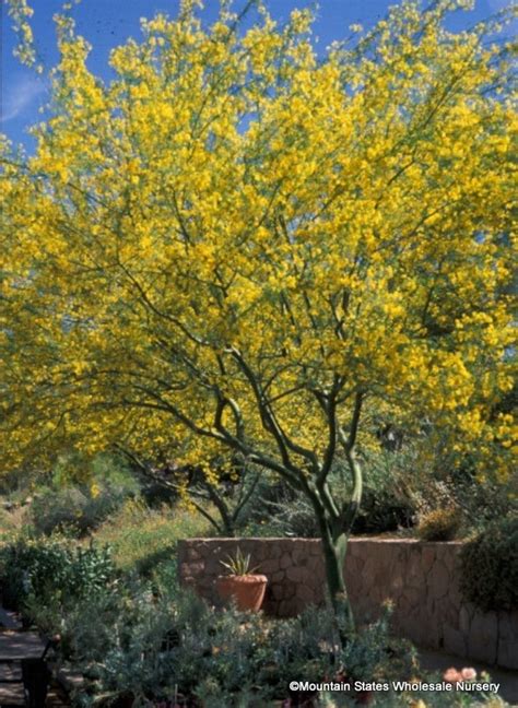 Parkinsonia X 'Desert Museum' (Desert Museum Palo Verde) - Mountain States Wholesale Nursery