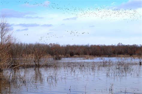 Top tips for managing duck habitat for hunting