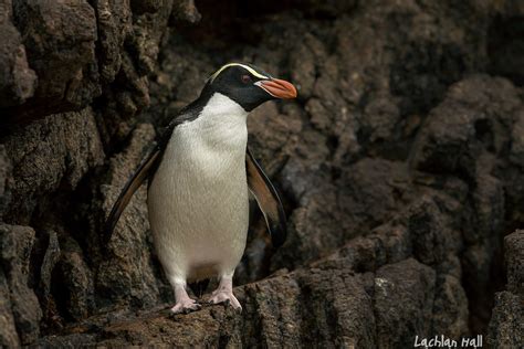 Snares Crested Penguin (Eudyptes robustus) | The Snares, NZ | Lachlan ...