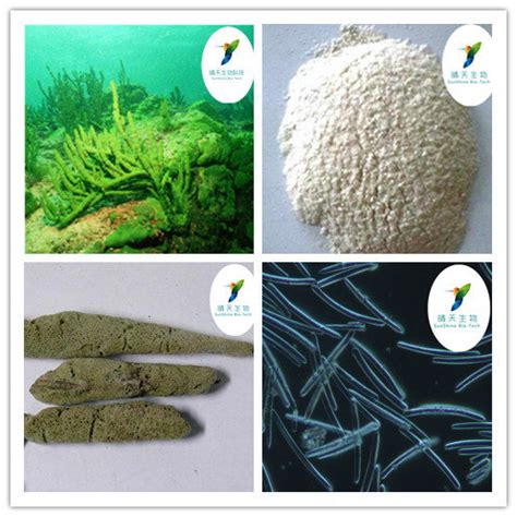 Spongilla Spicules Powder from Hunan Sunshine Biotech Co., Ltd., China