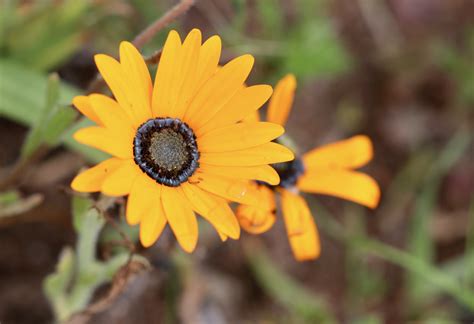 Spring Wild Flowers West Coast National Park. | The Incidental Tourist.