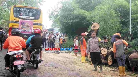 Pohon Tumbang Akibat Hujan Deras Disertai Angin Kencang Sebabkan Kemacetan di Kota Banjar ...