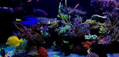 The Top 5 Best Nano Reef Tanks | Reviews and Ratings for 2019