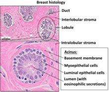 Simple Cuboidal Epithelium Labeled Basement Membrane