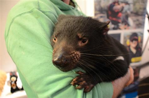 Devils provide the details - leading Tasmanian devil conservation ...