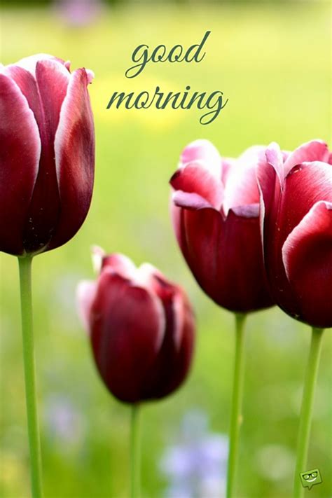 Good Morning – Tulips Image