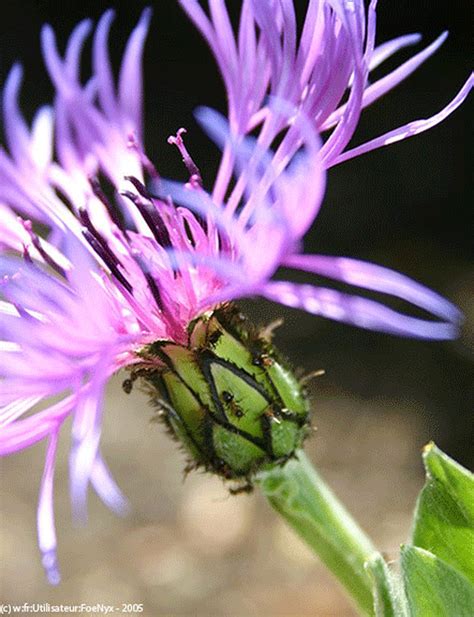 Washington State Noxious Weed Control Board