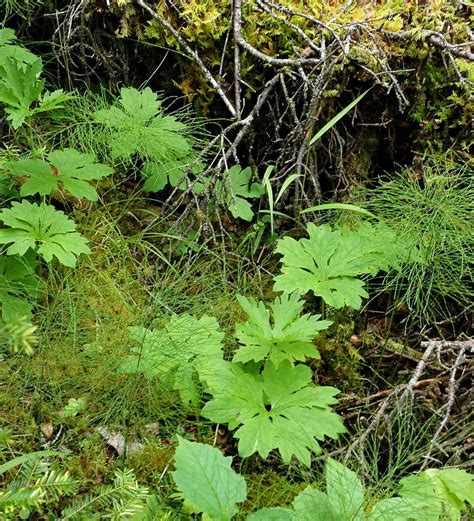 Gallery - Petasites frigidus var. palmatus (palmate sweet coltsfoot) - Flora of Newfoundland and ...