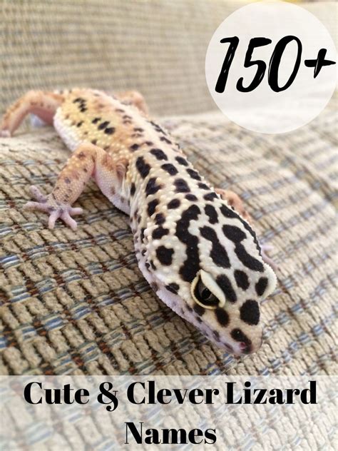 150+ Cute and Funny Names for Your Pet Lizard - PetHelpful