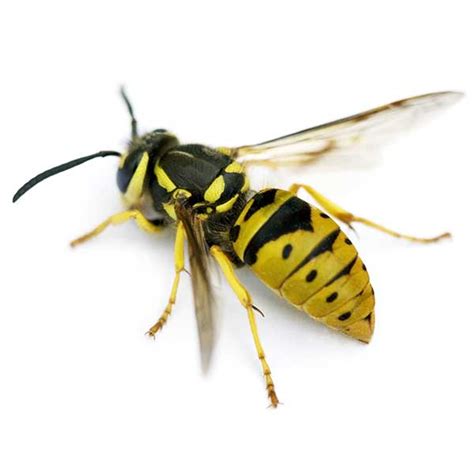 Yellowjacket