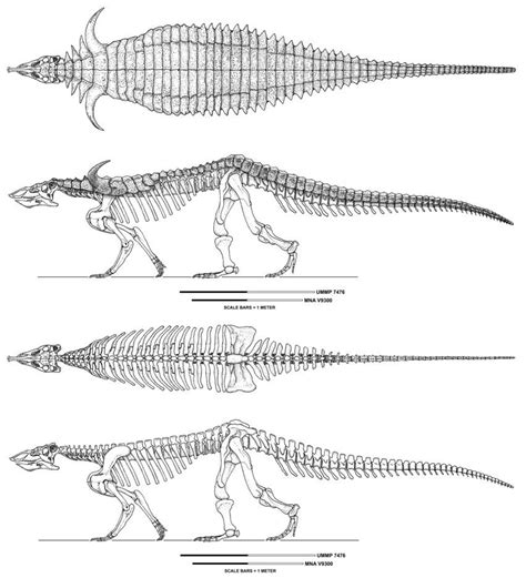 Desmatosuchus spuriensis | Animal skeletons, Prehistoric animals ...